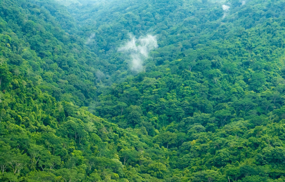 a lush green forest filled with lots of trees