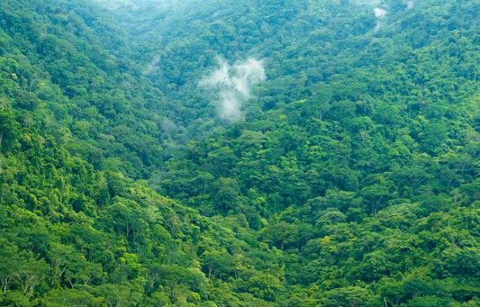 a lush green forest filled with lots of trees