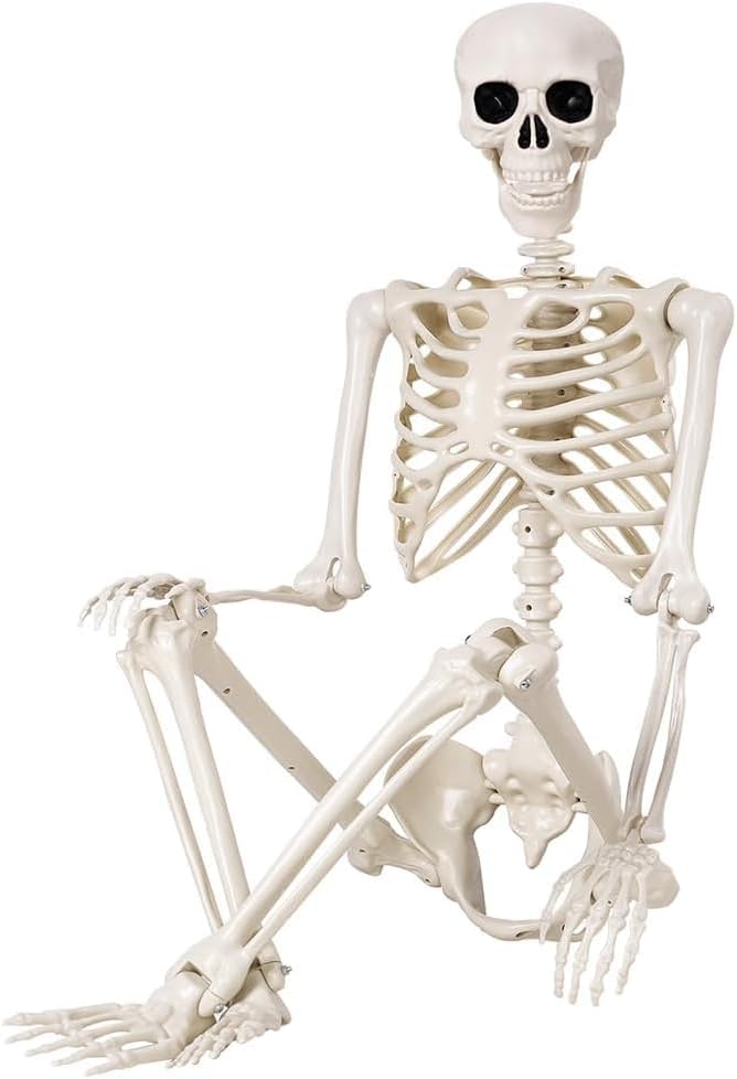 2 Pack 36" Halloween Skeleton - 3 ft Life Size Human Skeleton with Full Body Posable Joints - Spooky Scary Plastic Skeletons for Outdoor Decoration, Halloween Party Decor, Haunted House Props