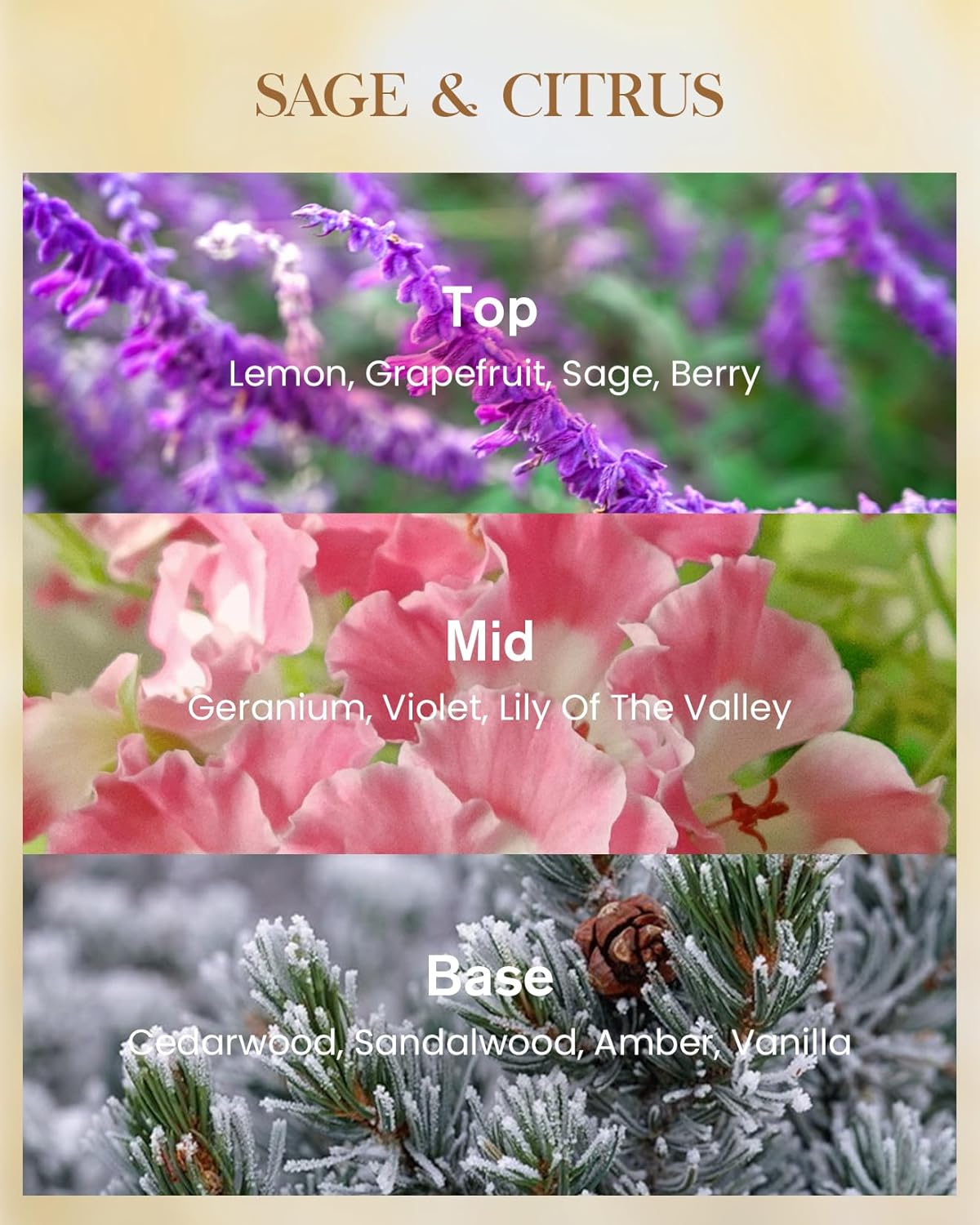 M&SENSE Sage Citrus Scented Natural Soy Wax Candle, 14.1oz 60 Hours Long Lasting Slow Burning Candles for Home Decor, Aromatherapy Candle for Stress Relief